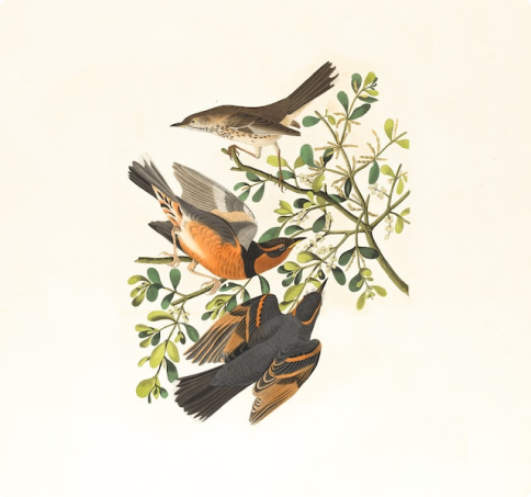 An armchair in the shape of an avocado